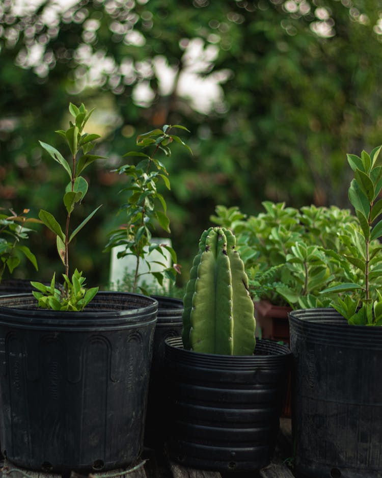 Green Plants Growing In Pots