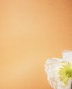 White Flower on Brown Surface