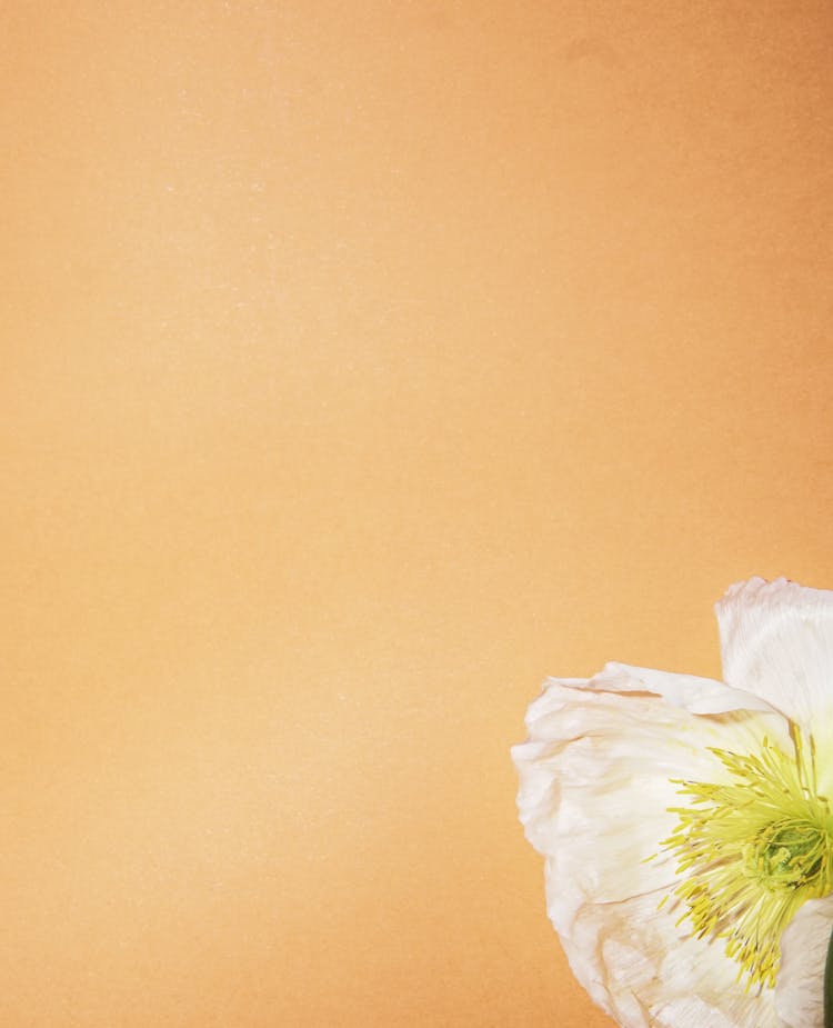 Flower On Orange Studio Background