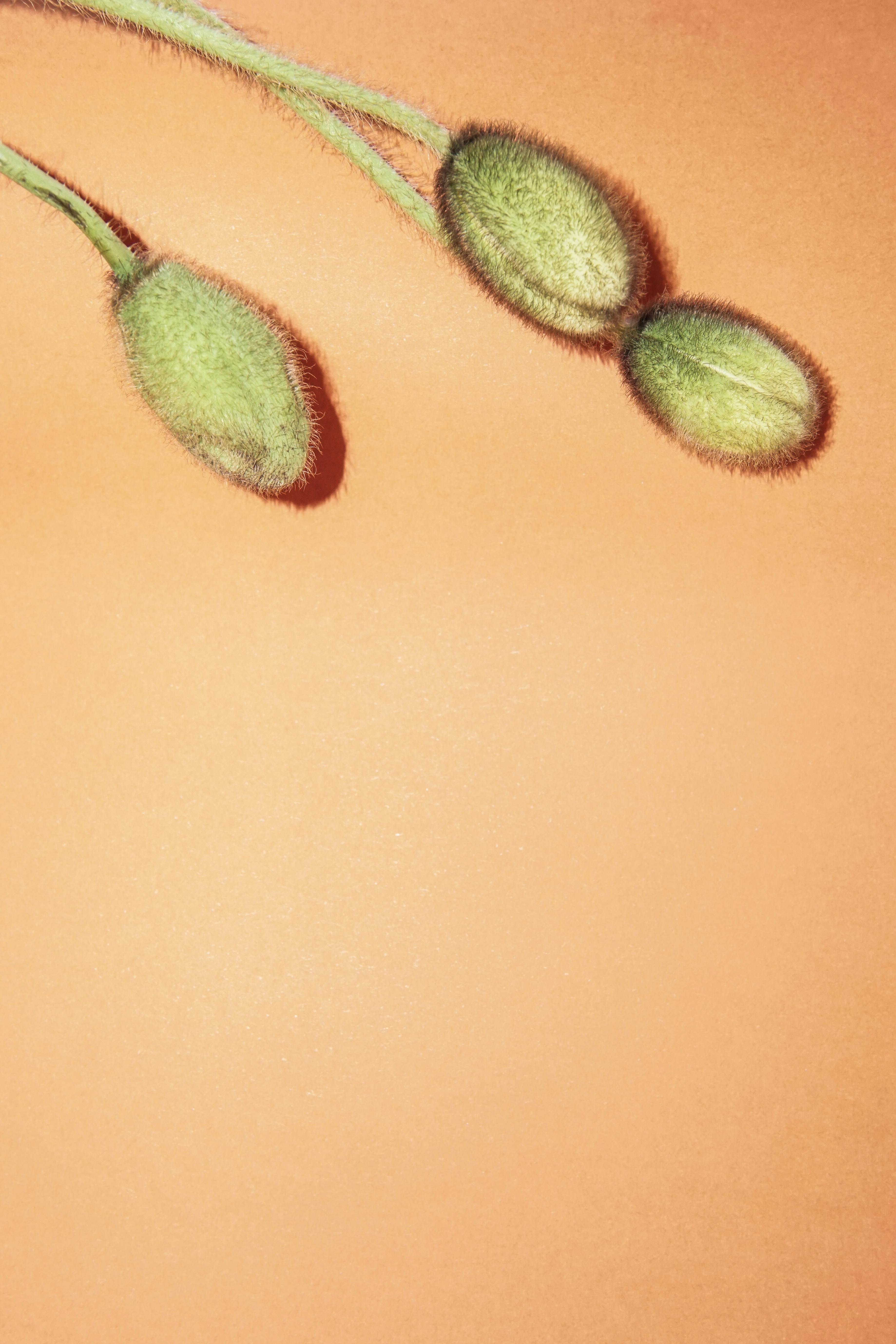 Close-up of green flower buds with an orange background, offering vibrant minimalism.