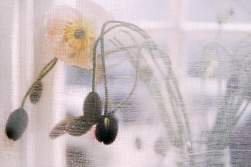 White and Yellow Flower in a Vase