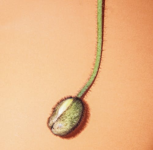 Poppy Flower Bud on Orange Surface