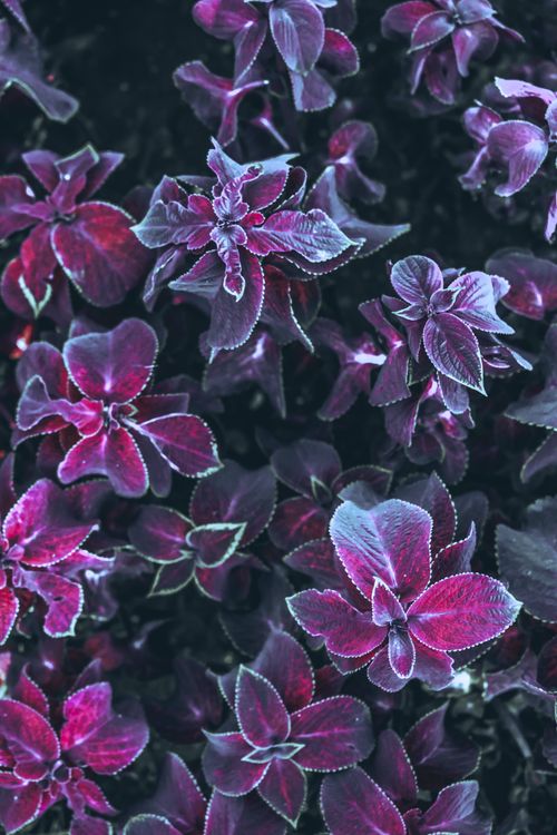 Free Background overhead view of bright plants with barbed leaves growing in garden in summer Stock Photo