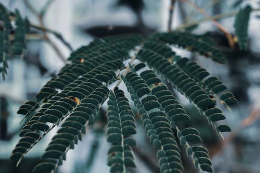Silk tree branch with small leaves in garden