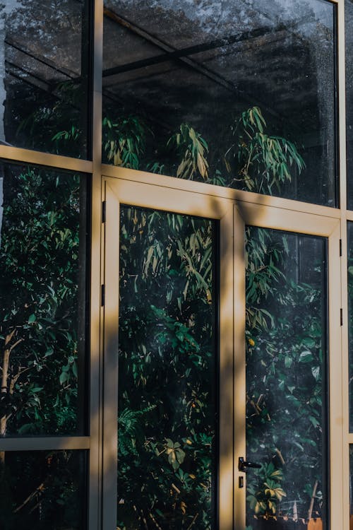 Overgrown tree behind glass door in greenhouse