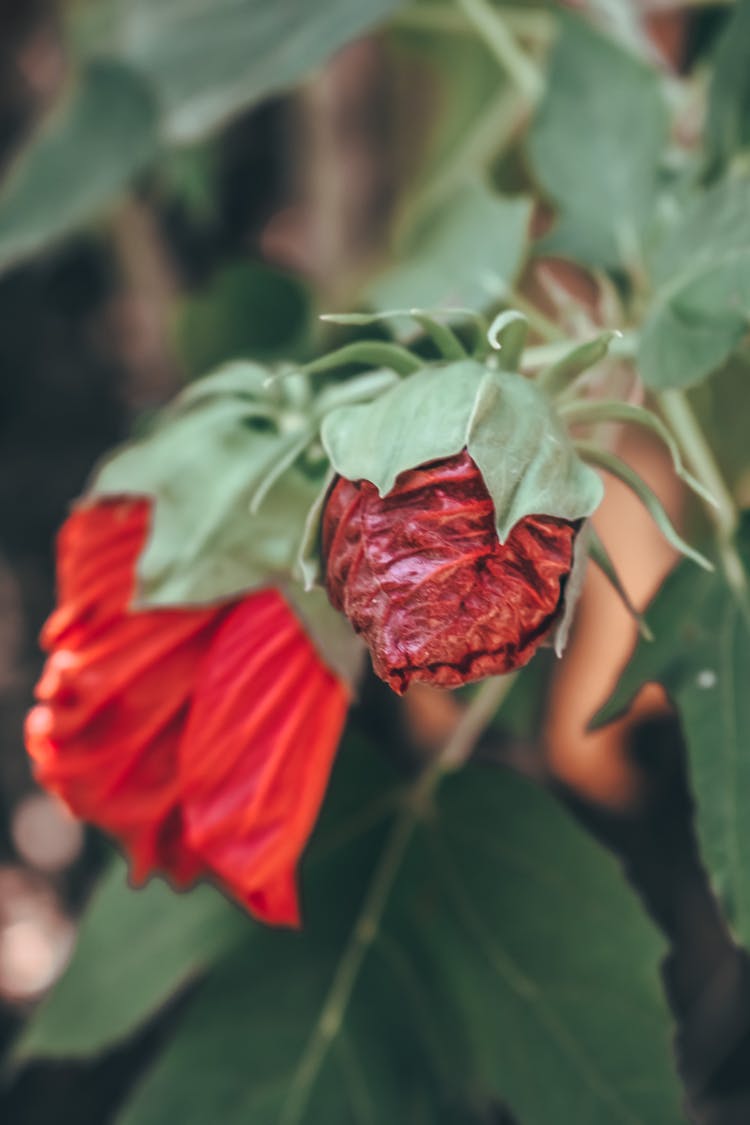 Bright Blooming Mallow Buds In Summer Garden