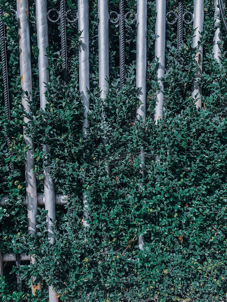 Metal Fence Bars Amidst Lush Greenery