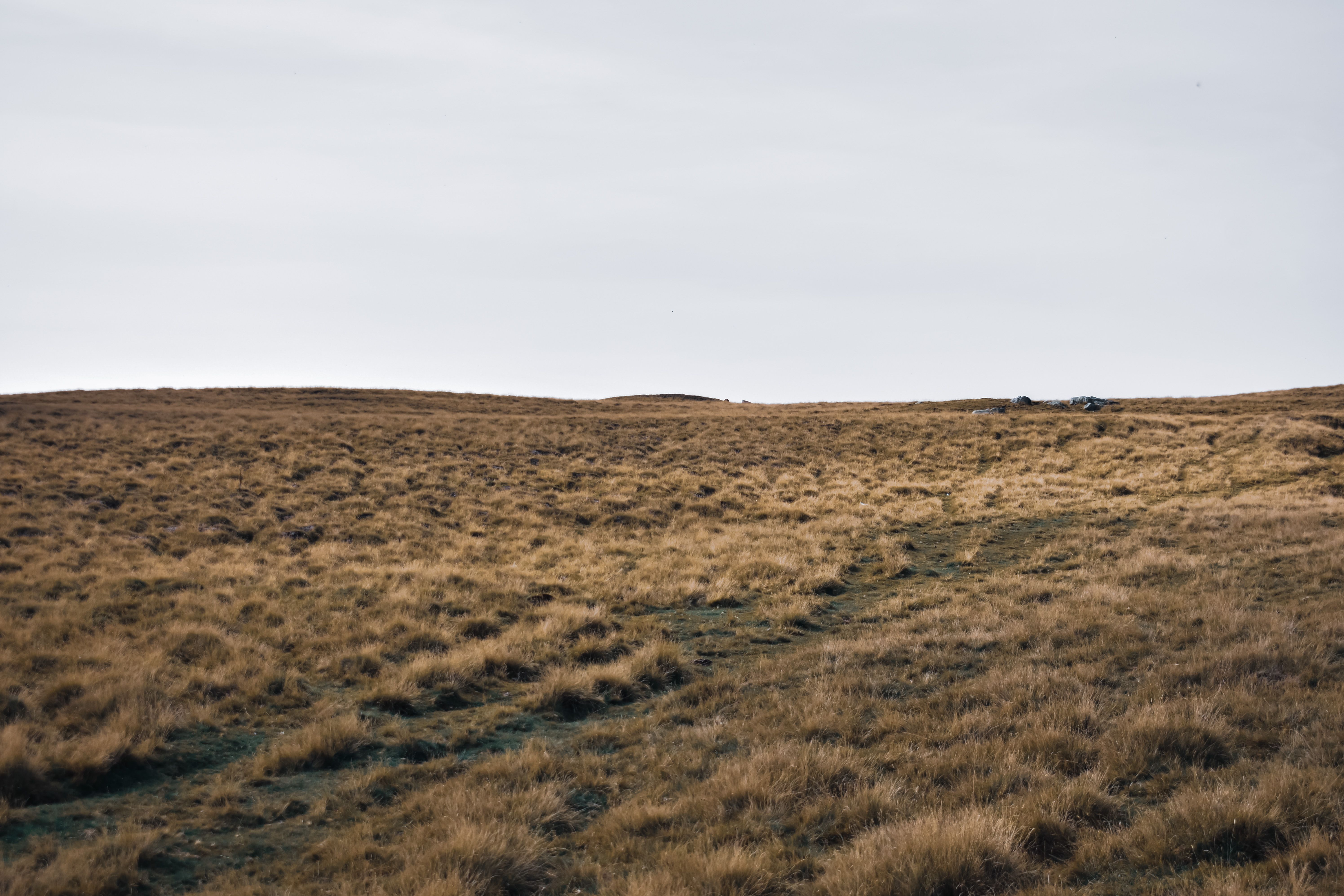 Tall grass growing on meadow near forest · Free Stock Photo