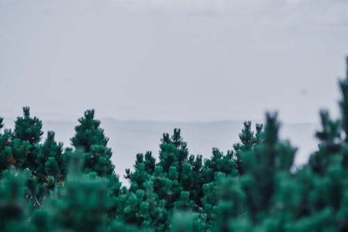 Coniferous trees growing against foggy hilly terrain