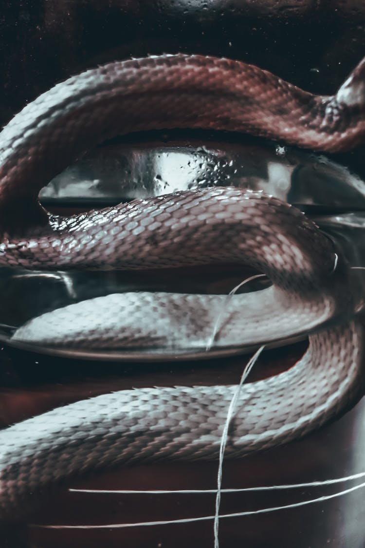 Snake Preserved In Wet Specimen In Jar