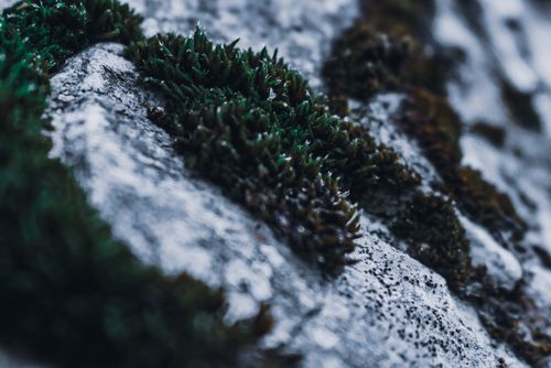 Free Green lush moss growing on uneven white stone surface in wet shady terrain in daylight Stock Photo