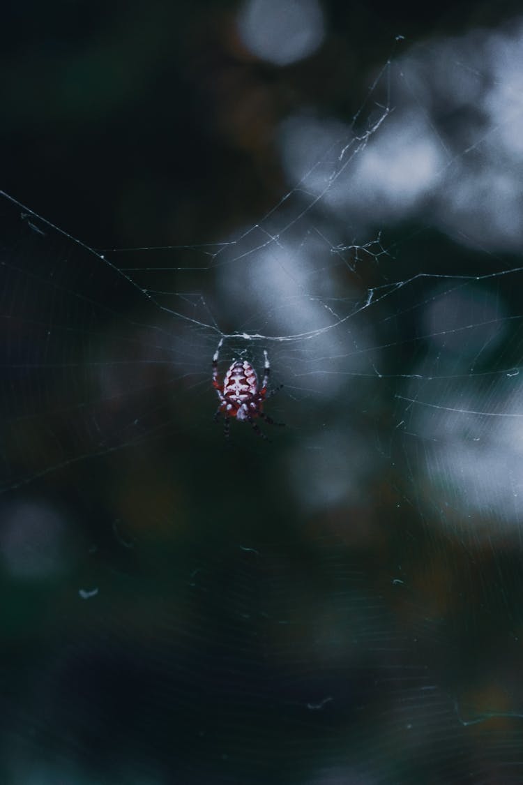 Araneus Diadematus Spider On Web In Dark Woods