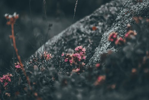Free Small pink blooming wildflowers growing on frozen ground Stock Photo