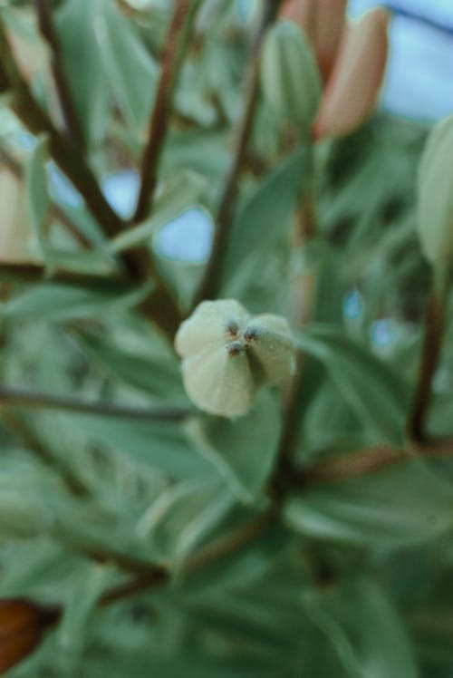 Buds of blooming flower in glasshouse