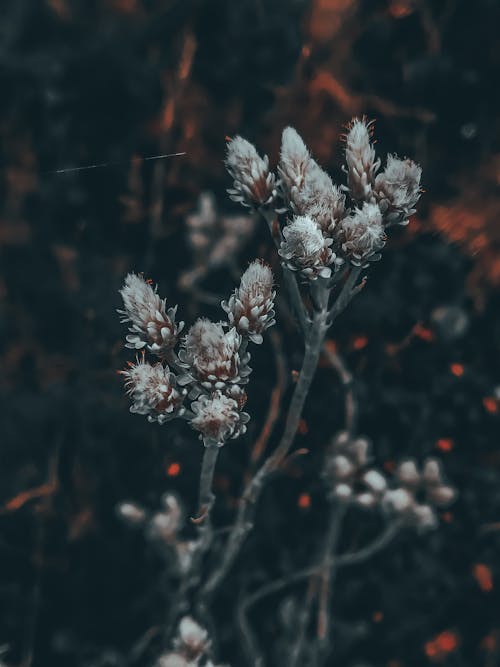 High angle of thin stem with delicate white flowers of field pussytoes plant growing in nature