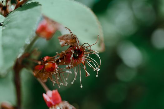 Small delicate flowers of sundew with unusual petals and dark green leaves in daytime in forest on blurred background
