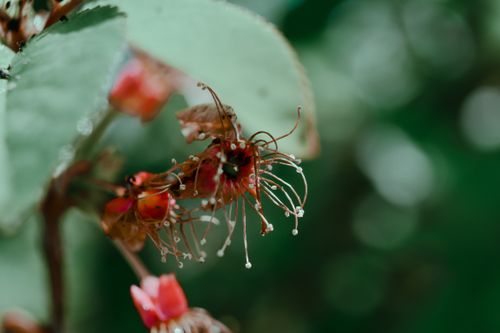 Free Small delicate flowers of sundew with unusual petals and dark green leaves in daytime in forest on blurred background Stock Photo