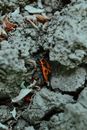 Pyrrhocoris apterus among big gray pieces of dry soil and yellow leaves in daytime on blurred background