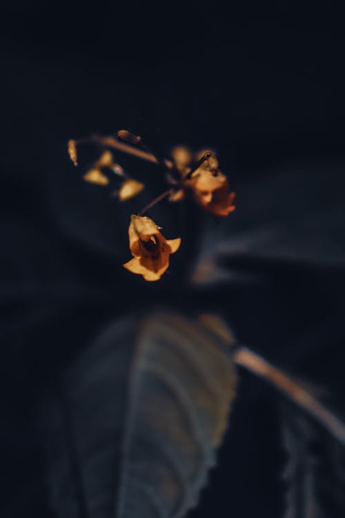 Selective focus of tiny small yellow fragile flowers with dark green leaves in park on blurred background