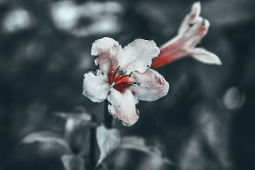 Selective focus of fragile flower with red stigma and white petals in garden in daytime on blurred background