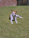 Brown and White Short Coated Dog Running on Green Grass Field