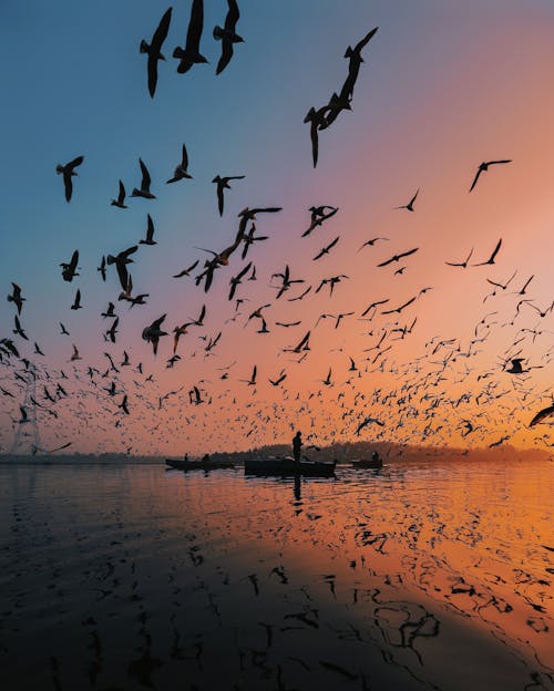 Flock of birds soaring over calm water with distant man standing in boat on surface at sunset time in nature