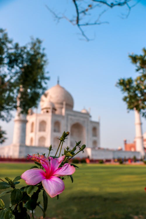 Blooming flower growing on grassy ground against blurred stone Taj mahal against blue sky in city street in summer day