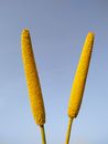 Millet against Blue Sky