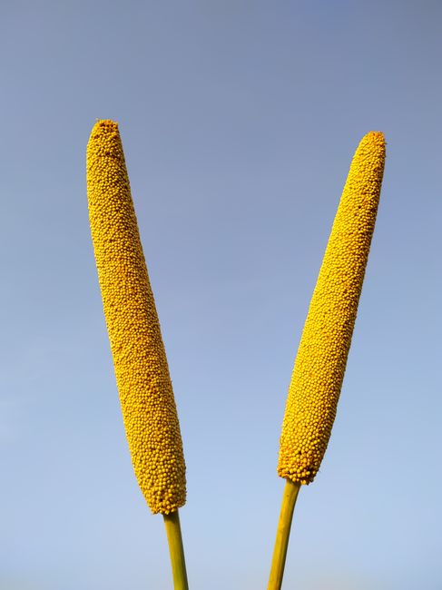 Hạt kê vàng - dược liệu tự nhiên cho mọi nhà 18 Detailed view of two sorghum stalks with seeds against a clear blue sky in rural India.