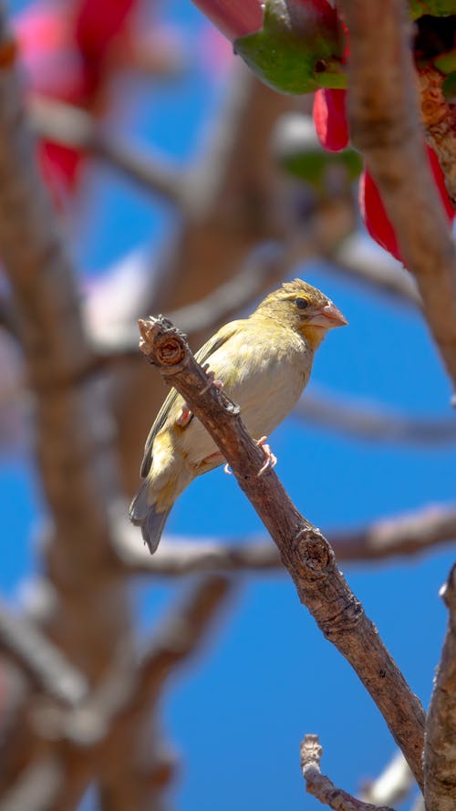 Foto stok gratis burung, kehidupan liar, kutilang