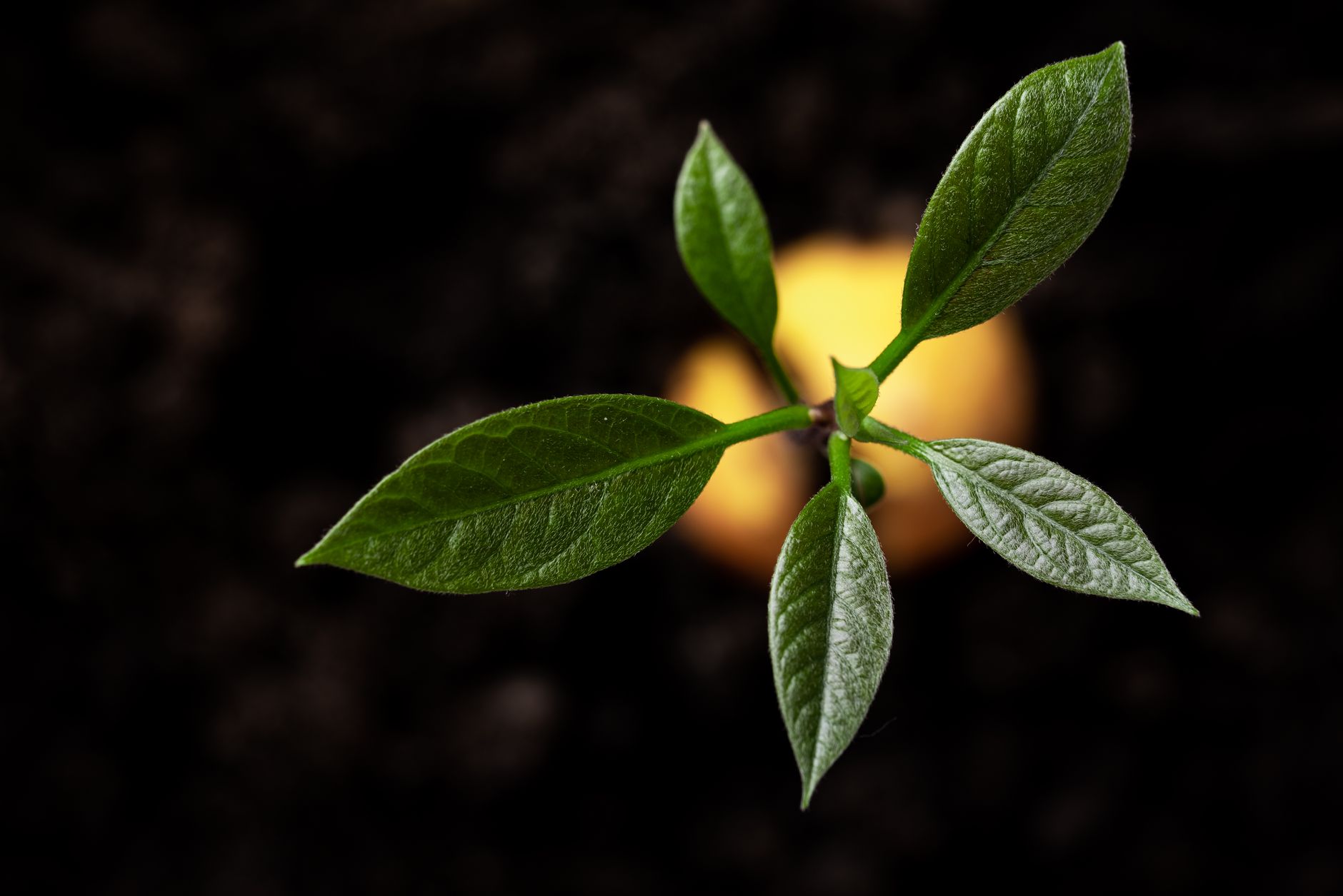 fruit tree seedling germination close up