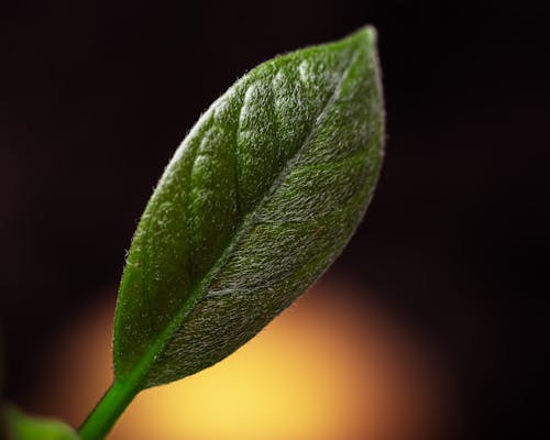 Closeup of small verdant leaf blade of lemon covered with tiny white trichomes on blurred background