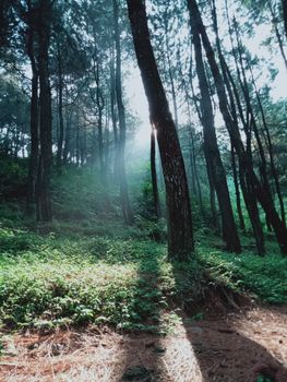 Serene pine forest with sunlight filtering through the trees, creating a tranquil outdoor scene.