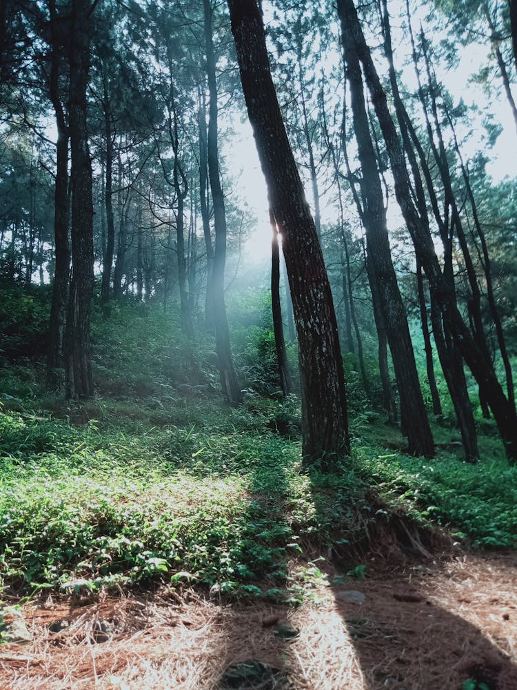 Sunlight Shining Through Trees