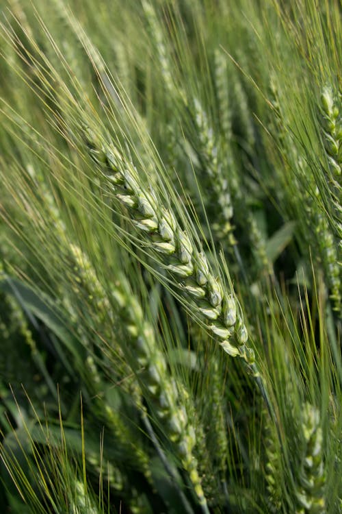 Základová fotografie zdarma na téma pšenice, stopky, travina