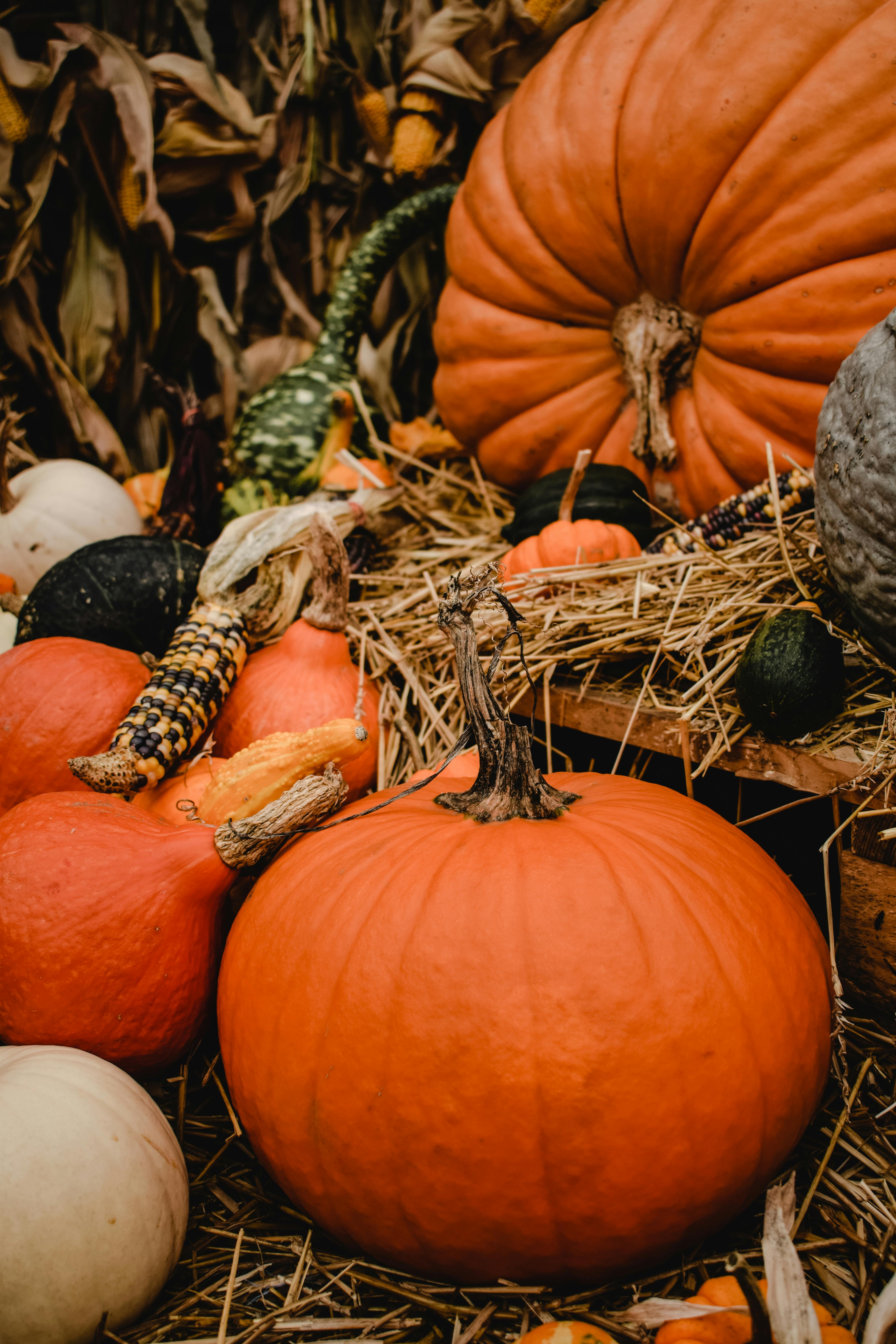 Autumn memories fruit autumn nature pumpkin farm HD wallpaper  Peakpx