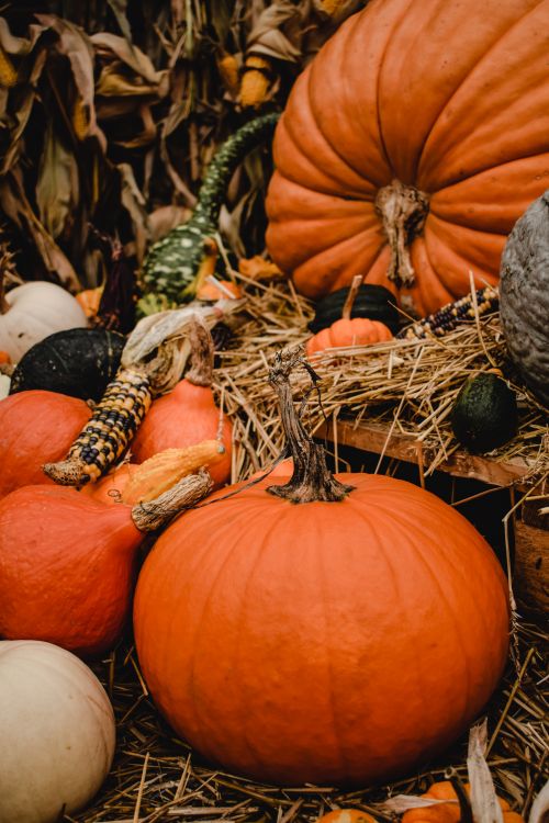Free Colorful arrangement of pumpkins and gourds in a rustic fall setting, capturing the essence of harvest season. Stock Photo