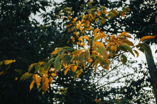 Free Warm autumn leaves on a tree branch, capturing the essence of fall in Japan's natural landscape. Stock Photo