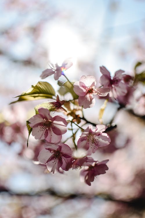 A Close-Up Shot of Cherry Blossoms