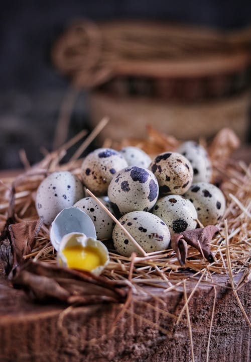 Free A Close-Up Shot of Quail Eggs Stock Photo