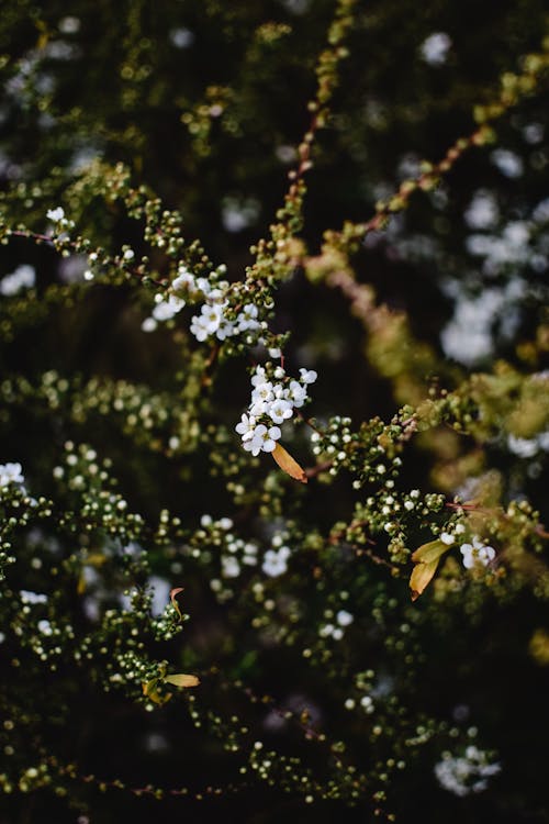 Small White Flowers in Bloom