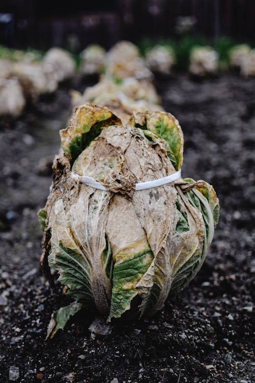 Cabbage Vegetable Planted on Soil