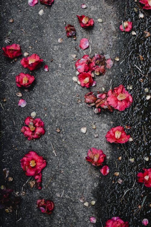 Free Red Petals on Black Concrete Floor Stock Photo