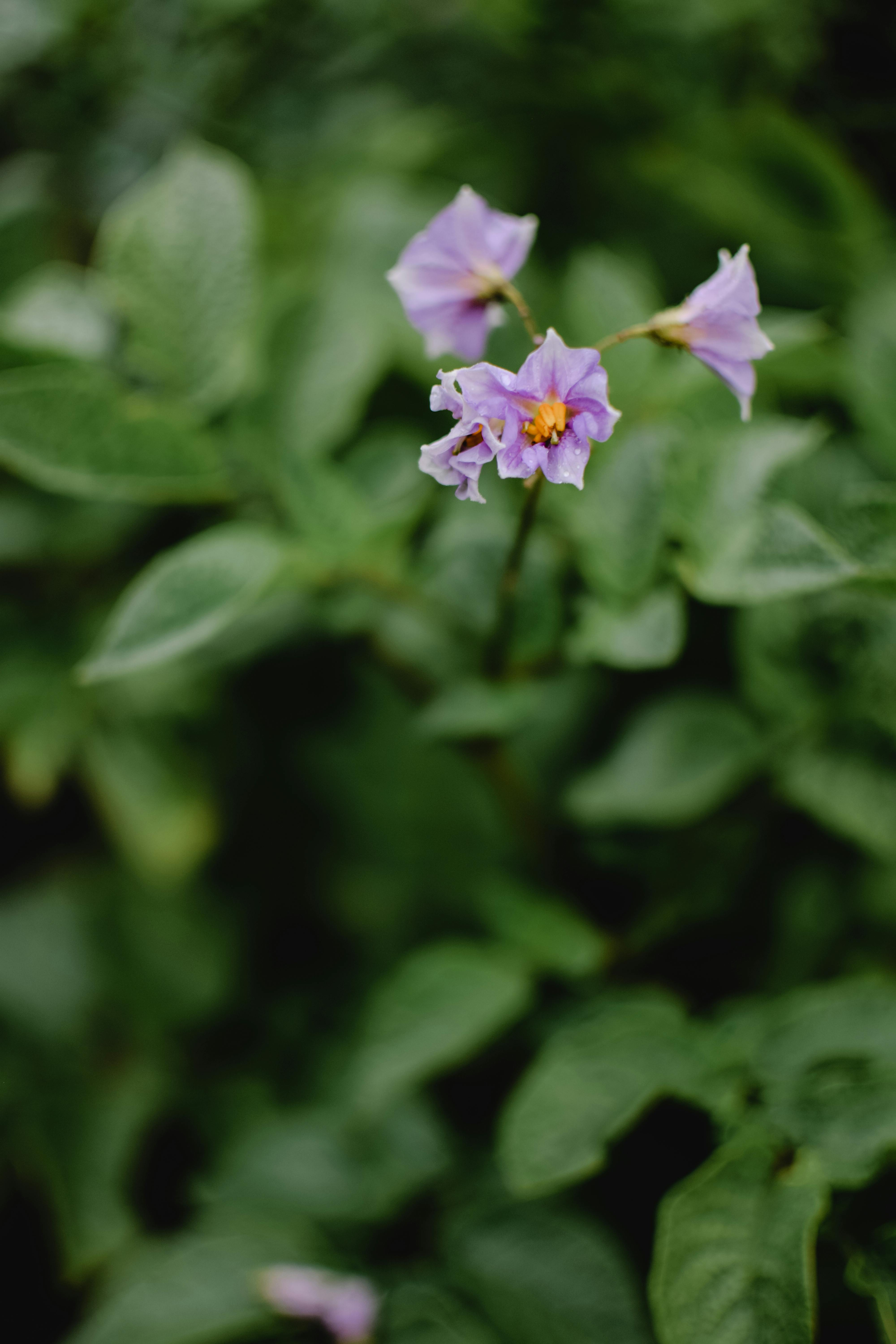 在爱沙尼亚维赫特拉，紫色的花朵在郁郁葱葱的绿叶间盛开