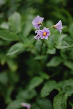 在爱沙尼亚维赫特拉，紫色的花朵在郁郁葱葱的绿叶间盛开