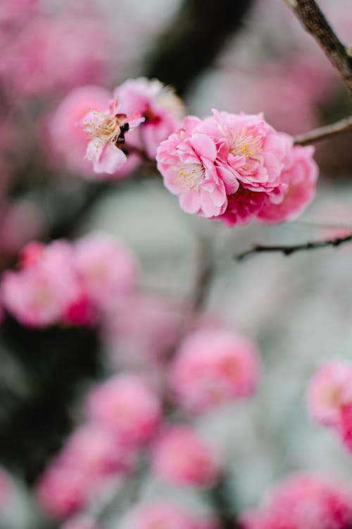 Foto d'estoc gratuïta de blur de fons, flor de prunera, flora
