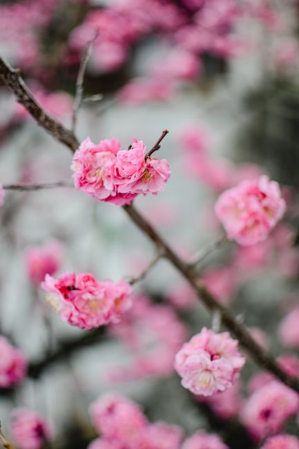 Stunning close-up of pink plum blossoms in Kyoto during springtime.