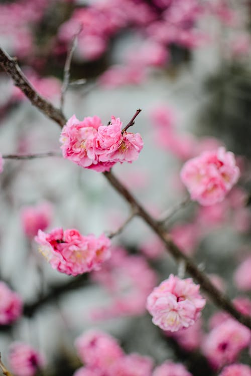 Bunga Sakura Merah Muda Dalam Fotografi Close Up