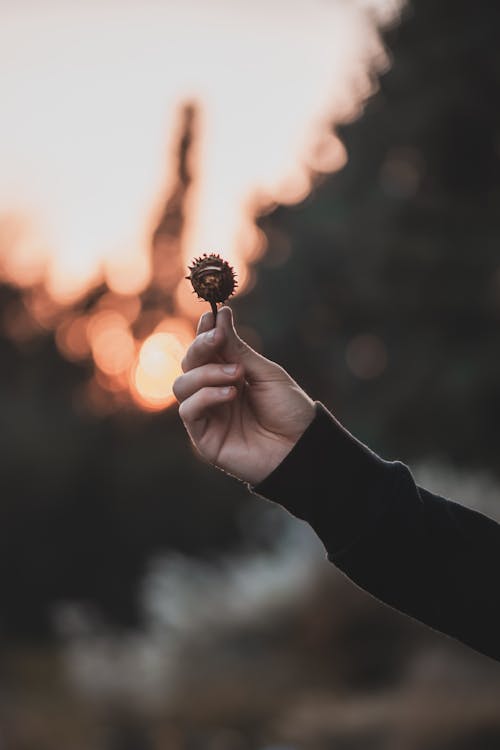 A Person Holding a Chestnut Fruit