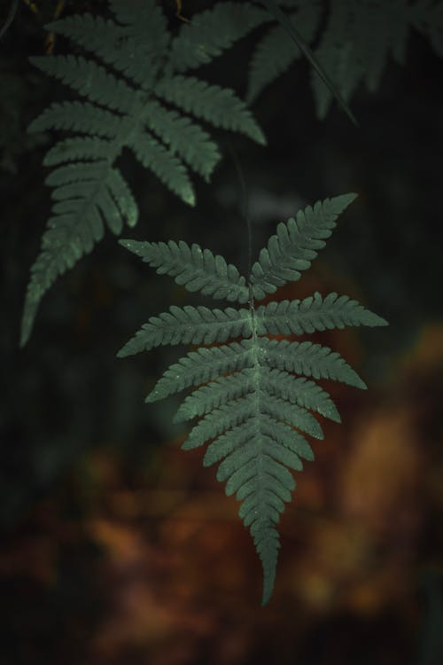 A Close-Up Shot of Fern Leaves